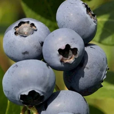 Голубика ЧАНДЛЕР в Якутске