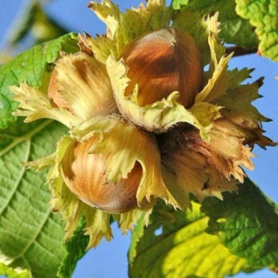 Фундук ТОНДА РОМАНА в Якутске