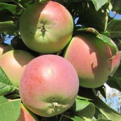 Яблоня МОСКОВСКОЕ ЗИМНЕЕ в Якутске