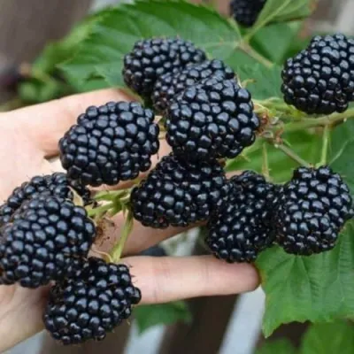 Ежевика ДЖАМБО бесшипная в Якутске