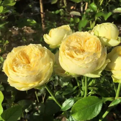 Роза КАТАЛИНА спрей в Якутске