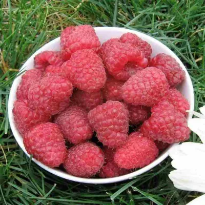 Малина КАРАМЕЛЬНАЯ в Якутске
