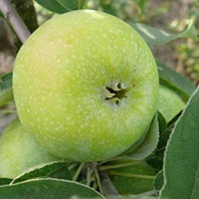 Яблоня РЕНЕТ СИМИРЕНКО в Якутске