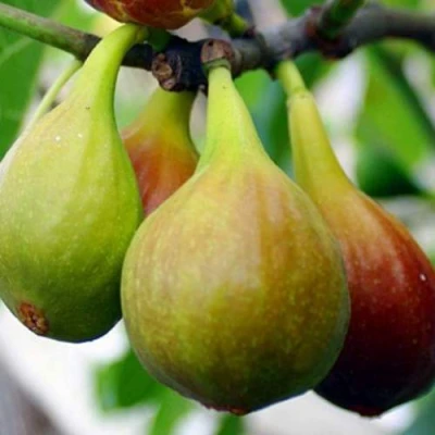 Инжир ДАЛМАТСКИЙ в Якутске