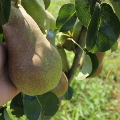 Груша БРЯНСКАЯ КРАСАВИЦА в Якутске