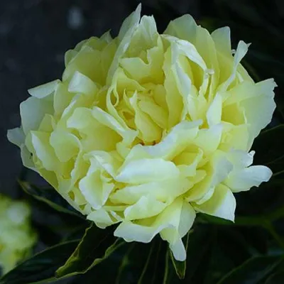 Пион ЗОЛОТАЯ КОЛЕСНИЦА травянистый в Якутске