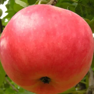 Яблоня СУЙСЛЕПСКОЕ (МАЛИНОВКА) в Якутске