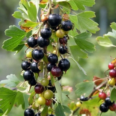 Смородина золотистая ПЛОТНОМЯСАЯ в Якутске