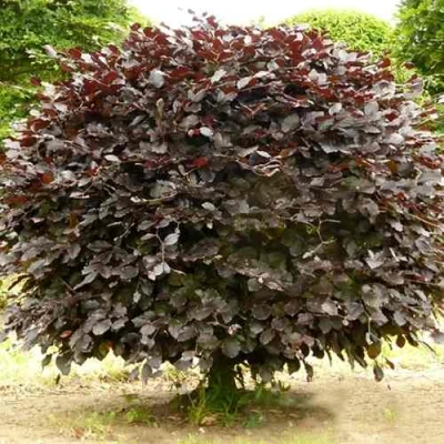 Бук лесной АТРОПУНИЦЕА в Якутске