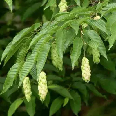 Граб японский в Якутске