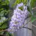 Глициния макростахия БЛЮ МУН в Якутске