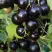 Смородина чёрная ВИНОГРАДНАЯ в Якутске