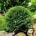 Туя ДАНИКА западная в Якутске