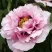 Пион РОЗОВАЯ РЕКА древовидный в Якутске