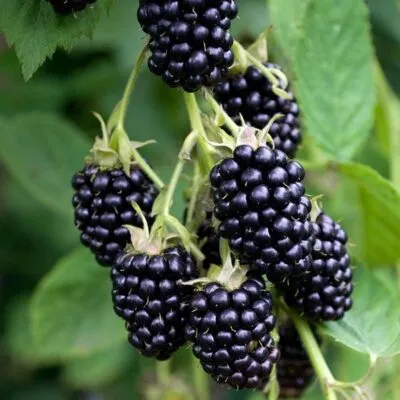 Ремонтантная в Якутске