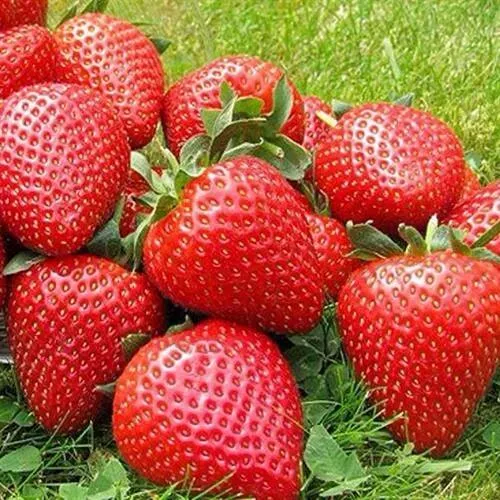 Клубника ЭЛИАНЕ  Клубника ЭЛИАНЕ в Якутске