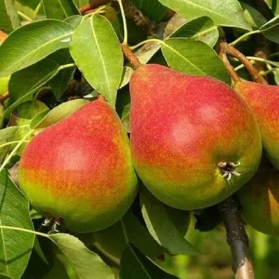 Саженцы груши оптом Саженцы груши оптом в Якутске