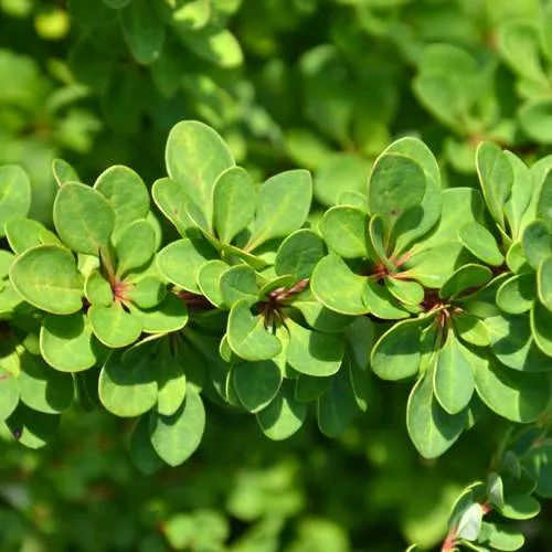 барбарис зеленый.jpg