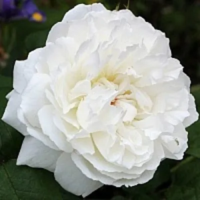 Саженцы роз ВИНЧЕСТЕР КАФЕДРАЛ английская  Саженцы роз ВИНЧЕСТЕР КАФЕДРАЛ английская в Якутске