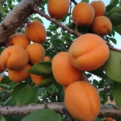 Абрикос ГОЛД РИЧ в Якутске