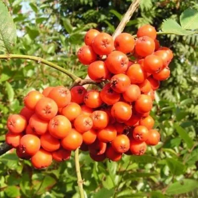 Рябина КОНЦЕНТРА сладкоплодная — описание сорта Рябина КОНЦЕНТРА сладкоплодная в Якутске