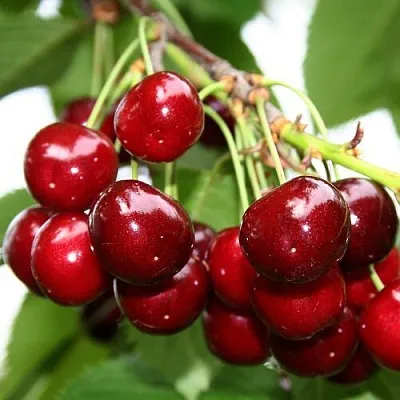 Черешня МИНЧАНКА  Черешня МИНЧАНКА в Якутске