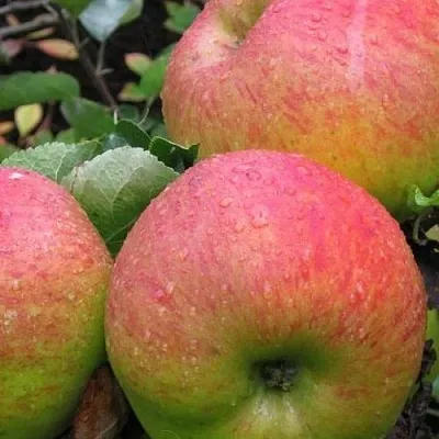 Яблоня ЯБЛОЧНЫЙ СПАС  Яблоня ЯБЛОЧНЫЙ СПАС в Якутске