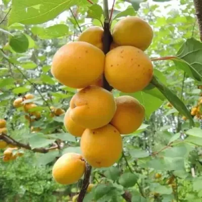 Абрикос ДЕСЕРТНЫЙ ГОЛУБЕВА — описание сорта Абрикос ДЕСЕРТНЫЙ ГОЛУБЕВА в Якутске