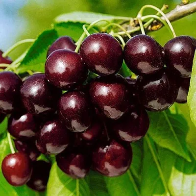 Черешня ВИТЯЗЬ  Черешня ВИТЯЗЬ в Якутске