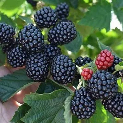 Ежевика ПОЛАР бесшипная в Якутске