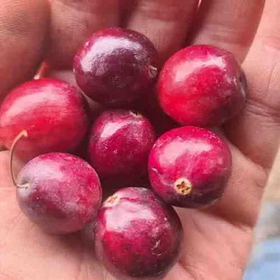 Клюква БАИН 6  Клюква БАИН 6 в Якутске