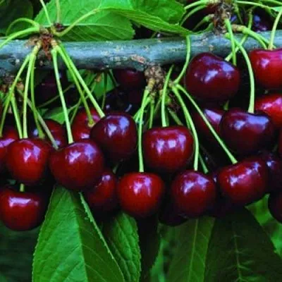 Черешня ВЕДА  Черешня ВЕДА в Якутске