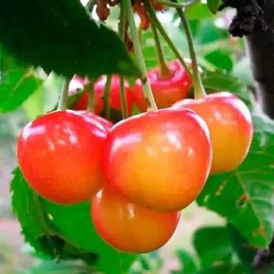 Черешня ДОНЧАНКА  Черешня ДОНЧАНКА в Якутске