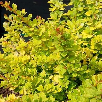 Барбарис СЕНСЕЙШЕН тунберга  Барбарис СЕНСЕЙШЕН тунберга в Якутске