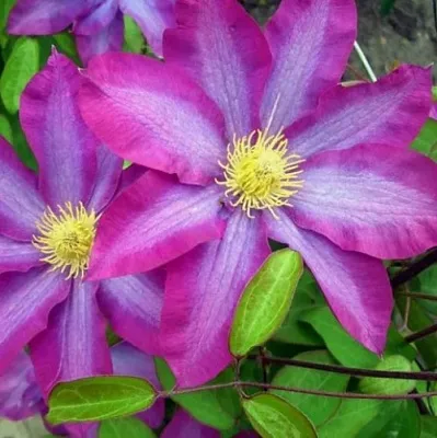 Клематис КАКИО в Якутске