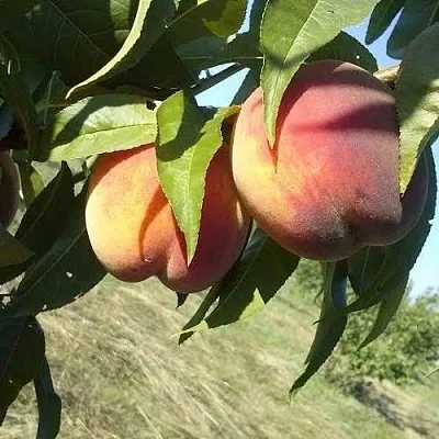 Персик СОФГАФЕН в Якутске