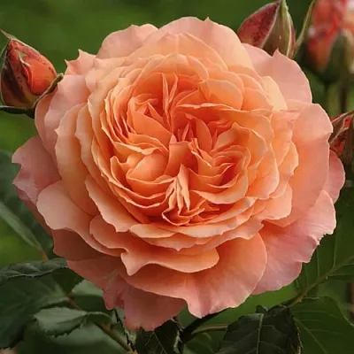 Саженцы роз БЕЛЬВЕДЕР шраб  Саженцы роз БЕЛЬВЕДЕР шраб в Якутске