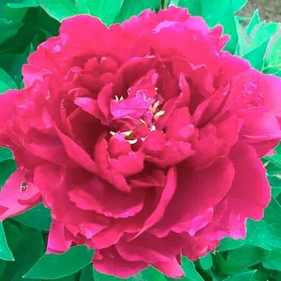 Пион ОСТРОВНОЙ МИНИСТР древовидный  Пион ОСТРОВНОЙ МИНИСТР древовидный в Якутске