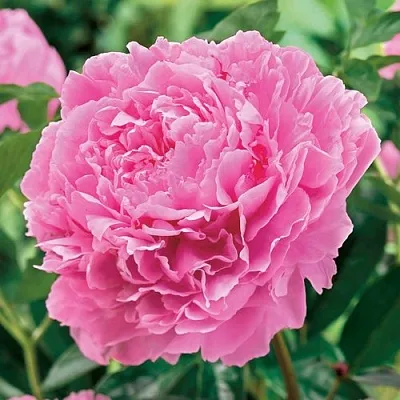 Пион МИСС ЭКХАРТ травянистый  Пион МИСС ЭКХАРТ травянистый в Якутске