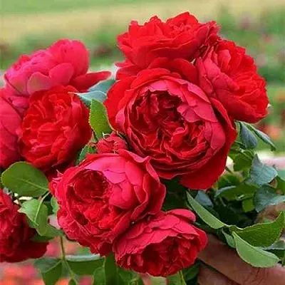 Саженцы роз ФЛОРЕНТИНА плетистая  Саженцы роз ФЛОРЕНТИНА плетистая в Якутске