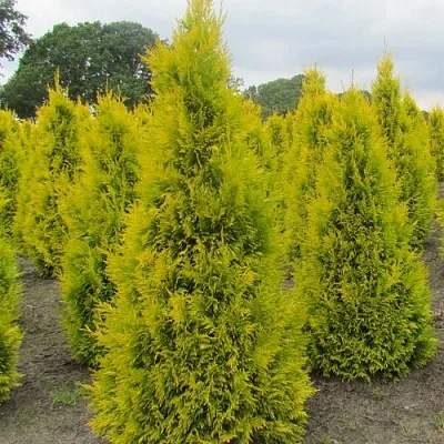 Туя САНКИСТ западная  Туя САНКИСТ западная в Якутске