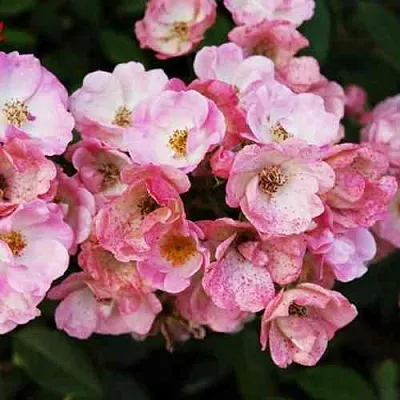 Саженцы роз АЛДЕН БИЗЕН мускусная  Саженцы роз АЛДЕН БИЗЕН мускусная в Якутске