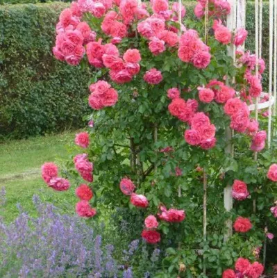 Саженцы роз РОЗЕУМ ЮТЕРСОН плетистая — описание сорта Саженцы роз РОЗЕУМ ЮТЕРСОН плетистая в Якутске