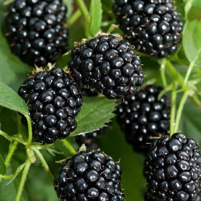 Ежевика АГАВАМ в Якутске