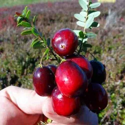 Клюква СТАНКОВИЧ  Клюква СТАНКОВИЧ в Якутске