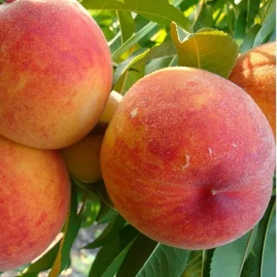 Персик ДИВНЫЙ в Якутске