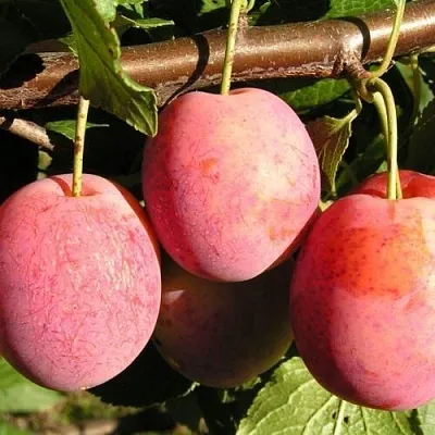 Слива ВИКТОРИЯ  Слива ВИКТОРИЯ в Якутске