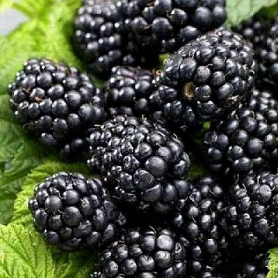 Ежевика БЖЕЗИНА бесшипная в Якутске