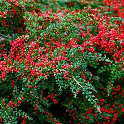 Кизильник горизонтальный  Кизильник горизонтальный в Якутске