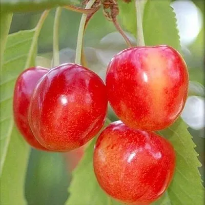 Черешня МЕДУНИЦА  Черешня МЕДУНИЦА в Якутске